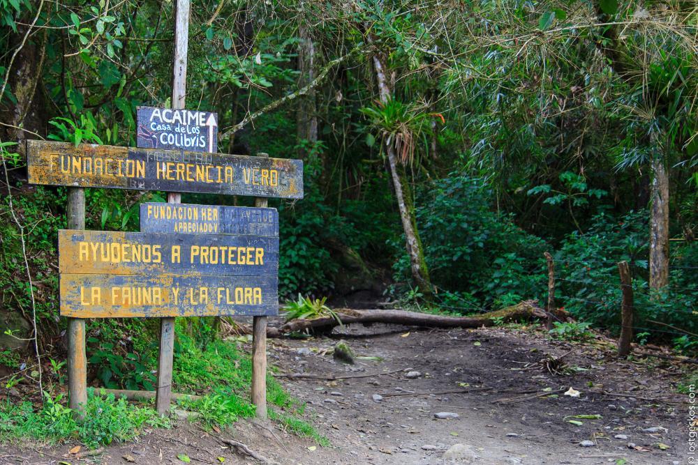 Sendero en la selva nublada