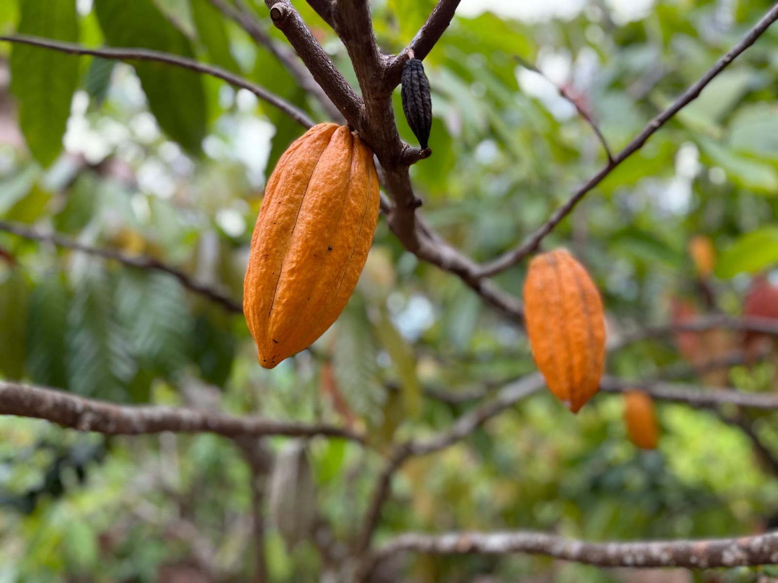 Tour del Cacao