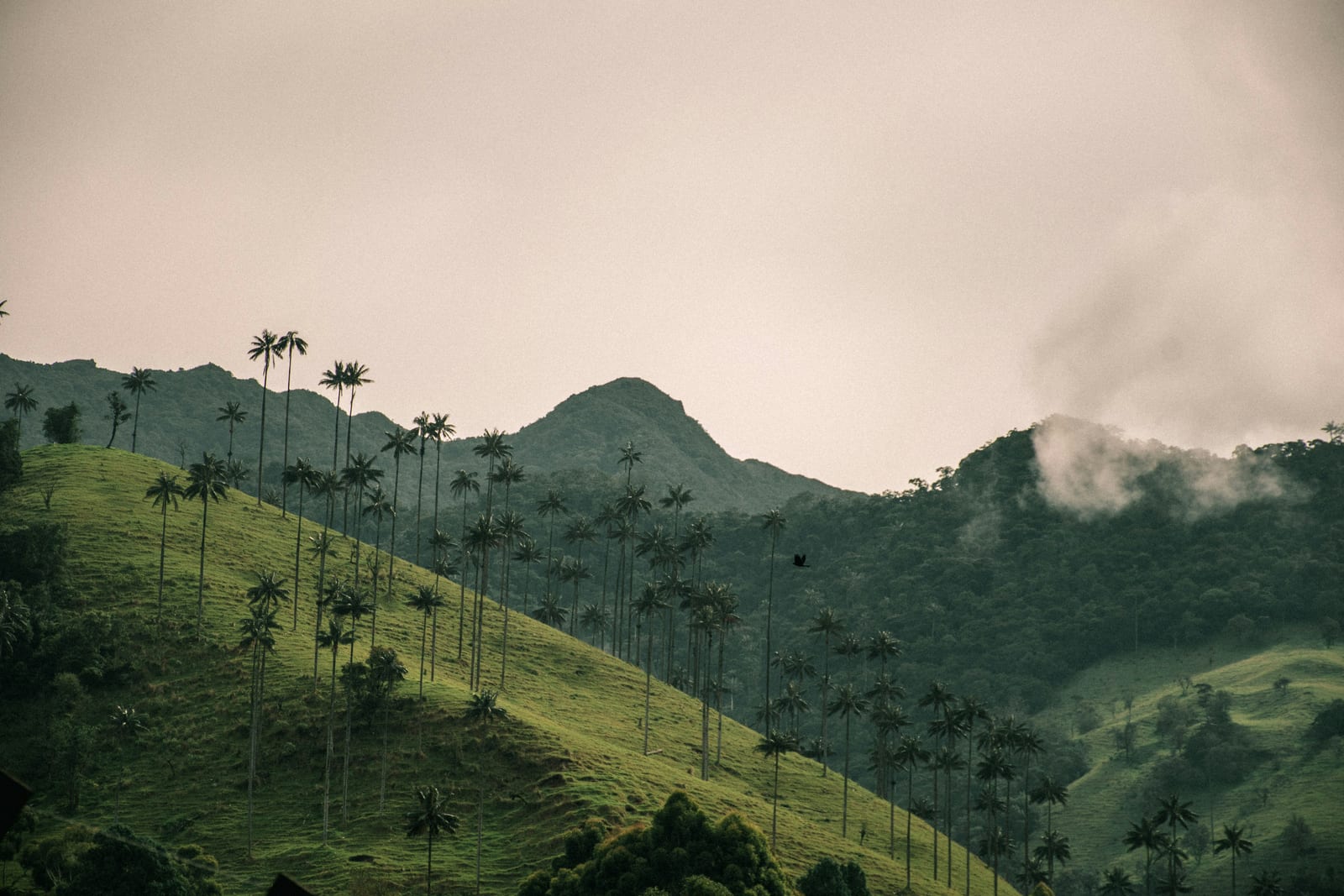 Valle del Cocora