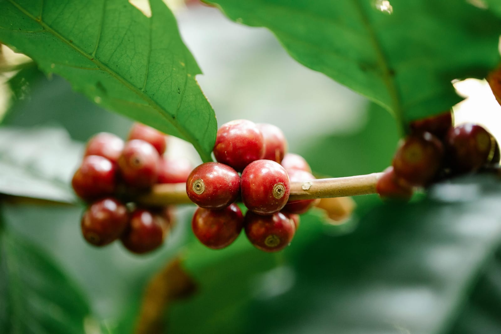 Granos de café rojo en el Quindío